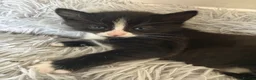 British Shorthair cats for sale: Girl kitten - Advert 7