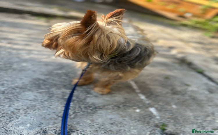 Yorkshire Terrier dogs - Advert 7