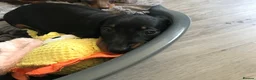Dachshund dogs for sale: KC MINTURE DACHSHUND BOY  - Advert 3