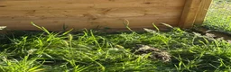 Quail poultry for sale: Male quail looking for new home  in Maidstone - Advert 2