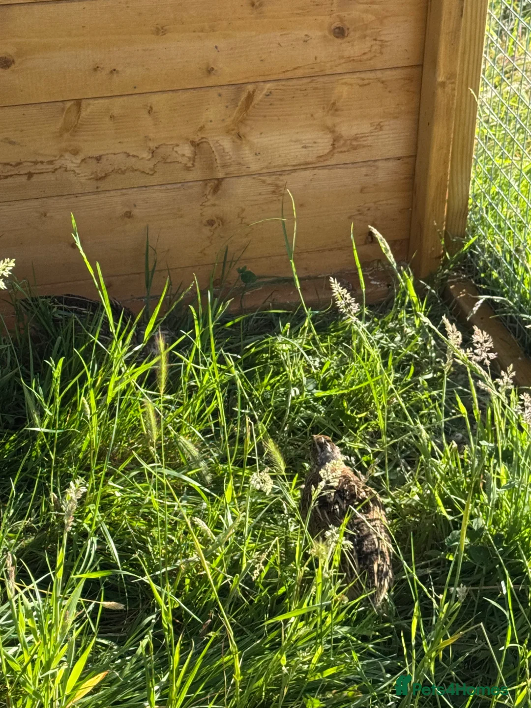 Quail poultry for sale: Male quail looking for new home  in Maidstone - Advert 2