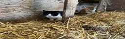 Mixed Breed cats for sale: Beautiful farm kittens for sale - Advert 9