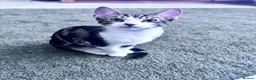 British Shorthair cats for adoption: Beautiful boy - Advert 2