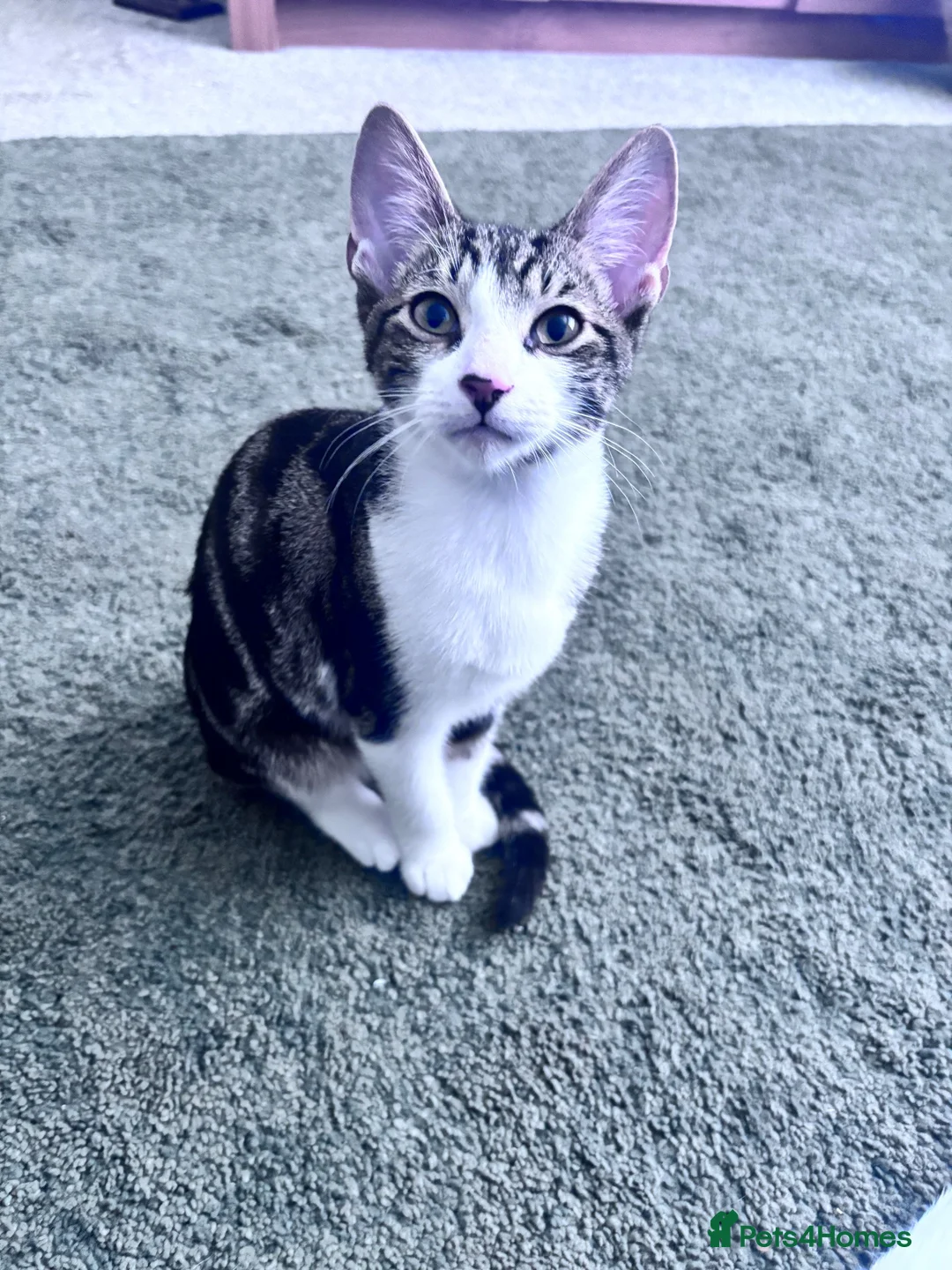 British Shorthair cats for adoption: Beautiful boy - Advert 2