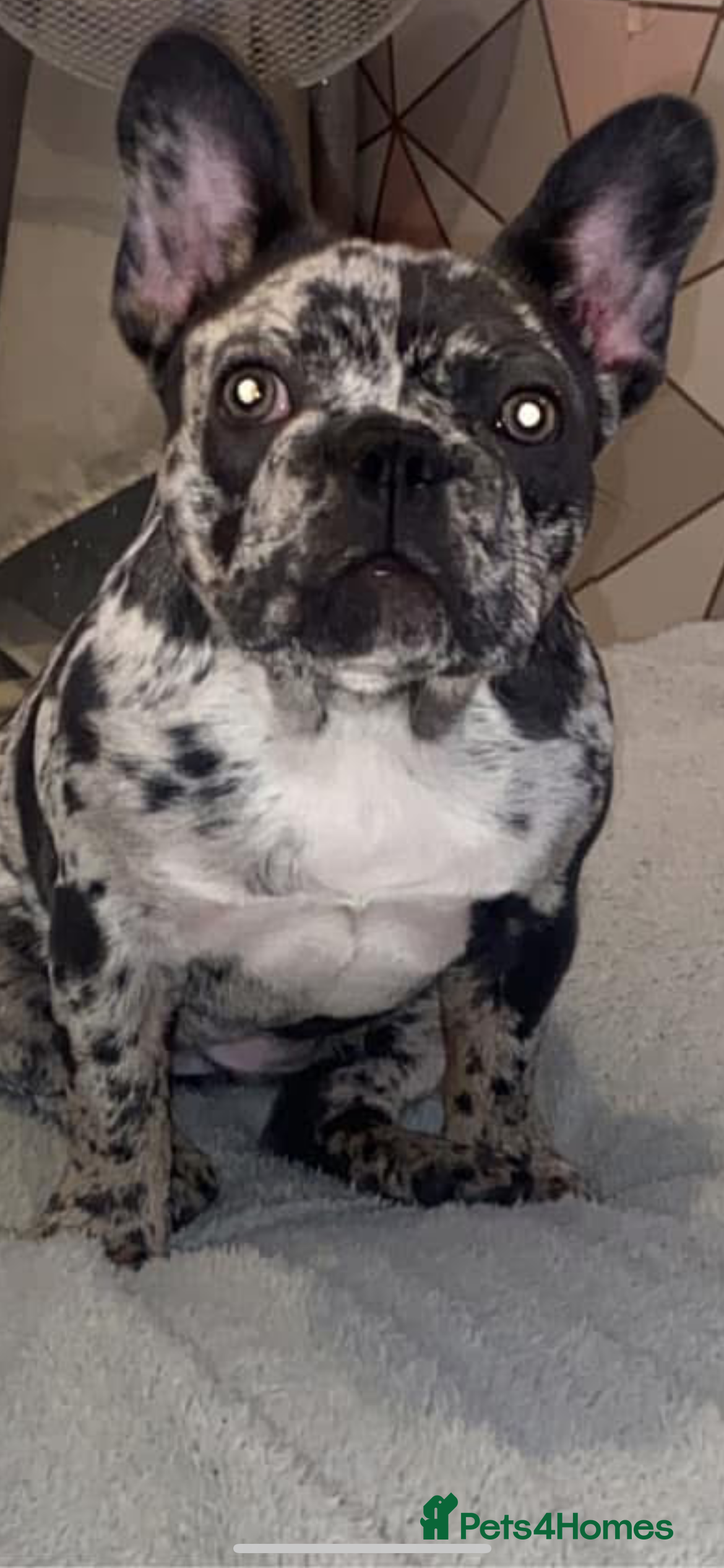 French Bulldog dogs French bulldogs - Advert 14