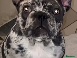 French Bulldog dogs French bulldogs - Advert 14