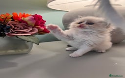 Ragdoll cats for sale: Chunky Quality EU Ragdoll babies - Image 11