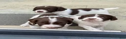 English Springer Spaniel dogs for sale: Pedigree English Springer Spaniel Pups KC Reg - Advert 3