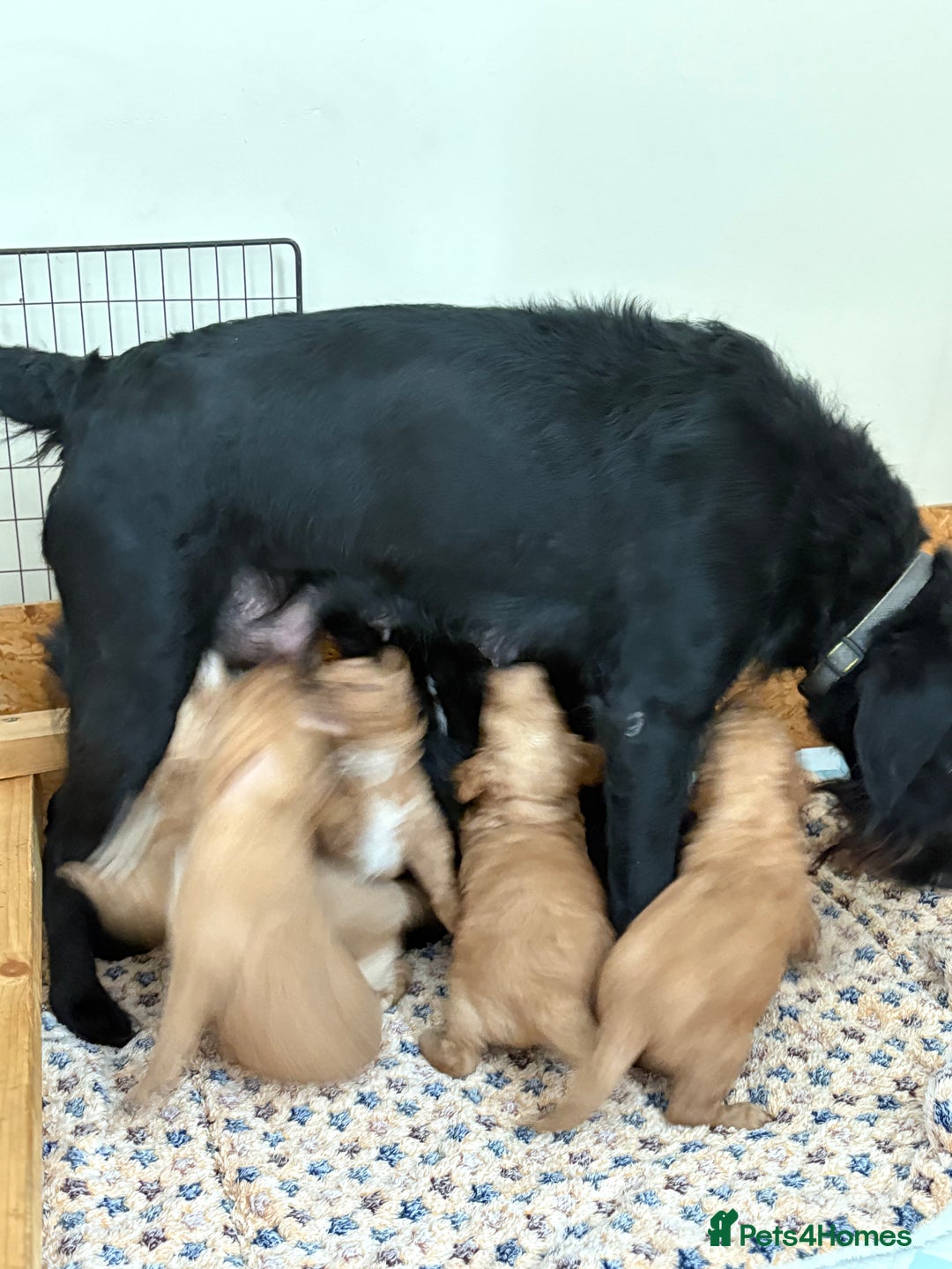 Labradoodle dogs for sale: F1B Labradoodles: available from Aug 2nd. in Uxbridge - Image 17
