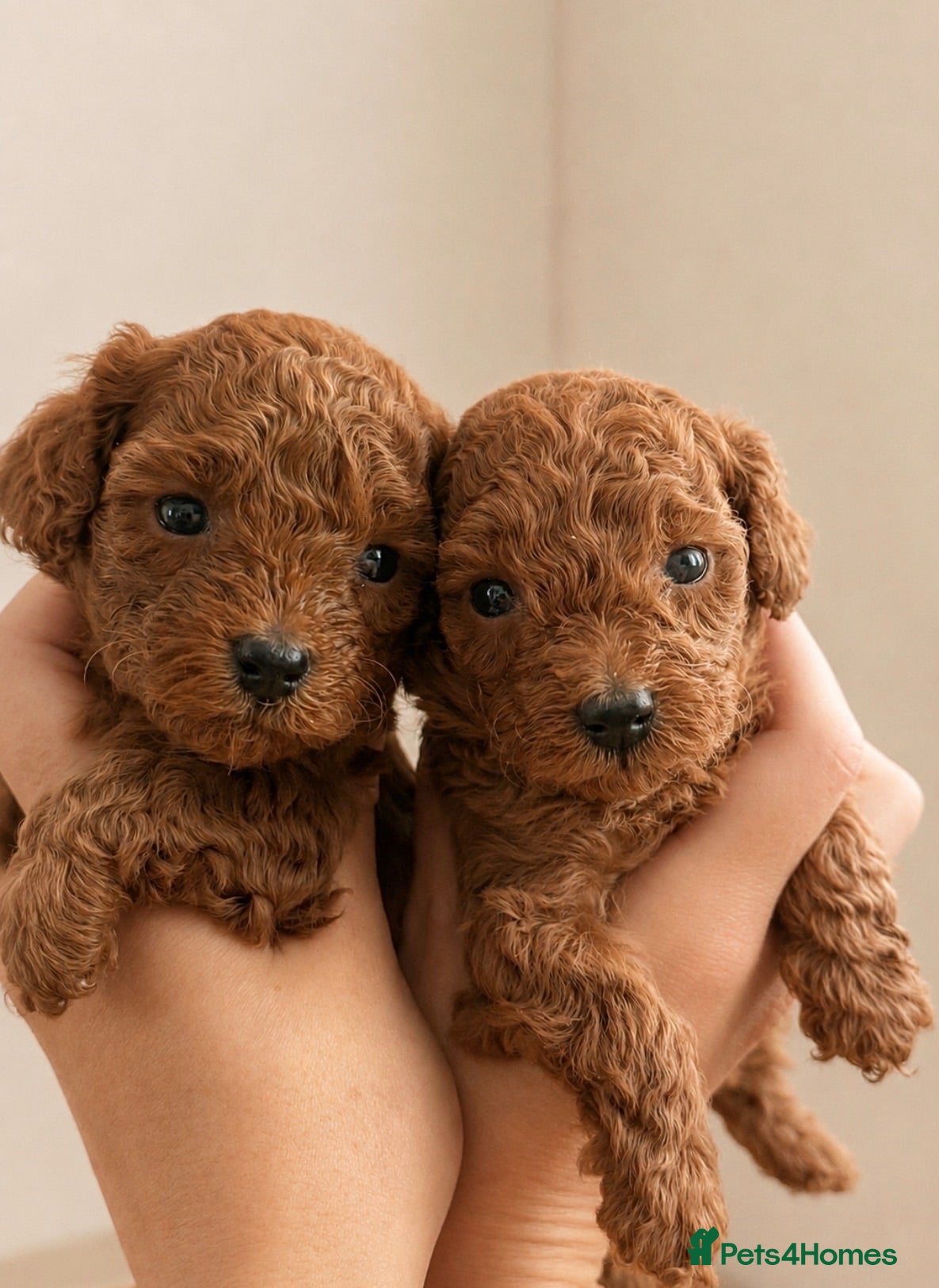 Toy Poodle dogs 🐩🤎Exceptional Deep Red Toy Poodle Puppies 🤎🐩  - Advert 9