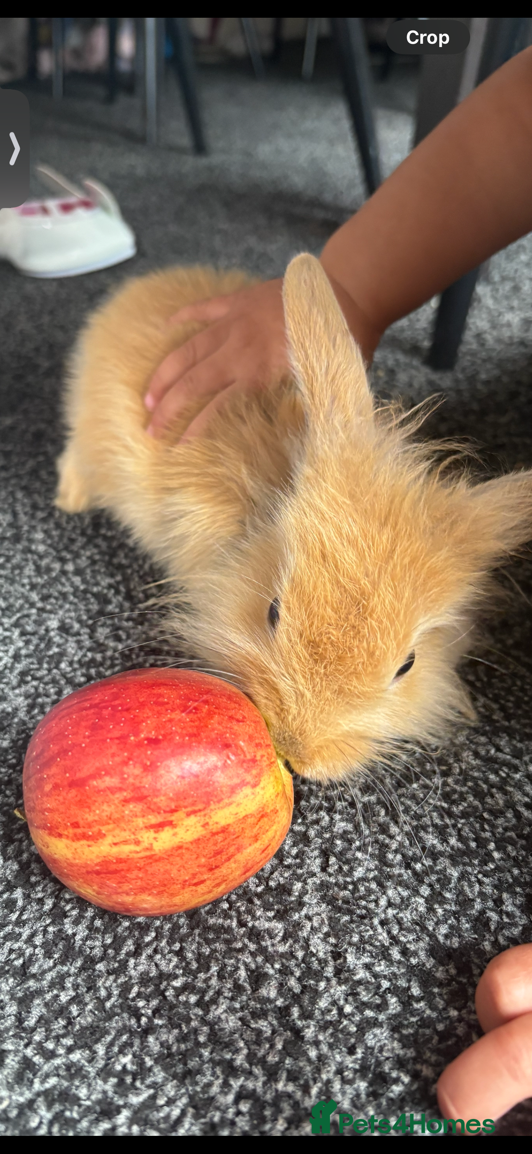 Mini Lop rabbits for sale: Mini Lop/Lion Lop babies - Image 7