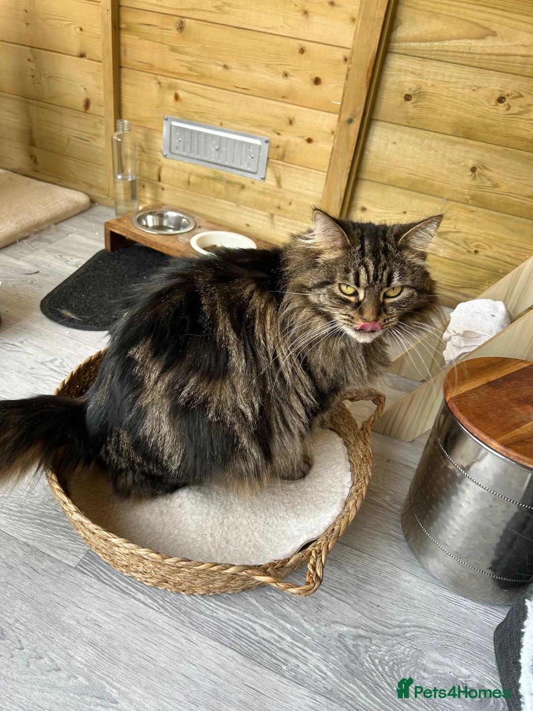 Mixed Breed cats for sale: Tilly - Advert 1