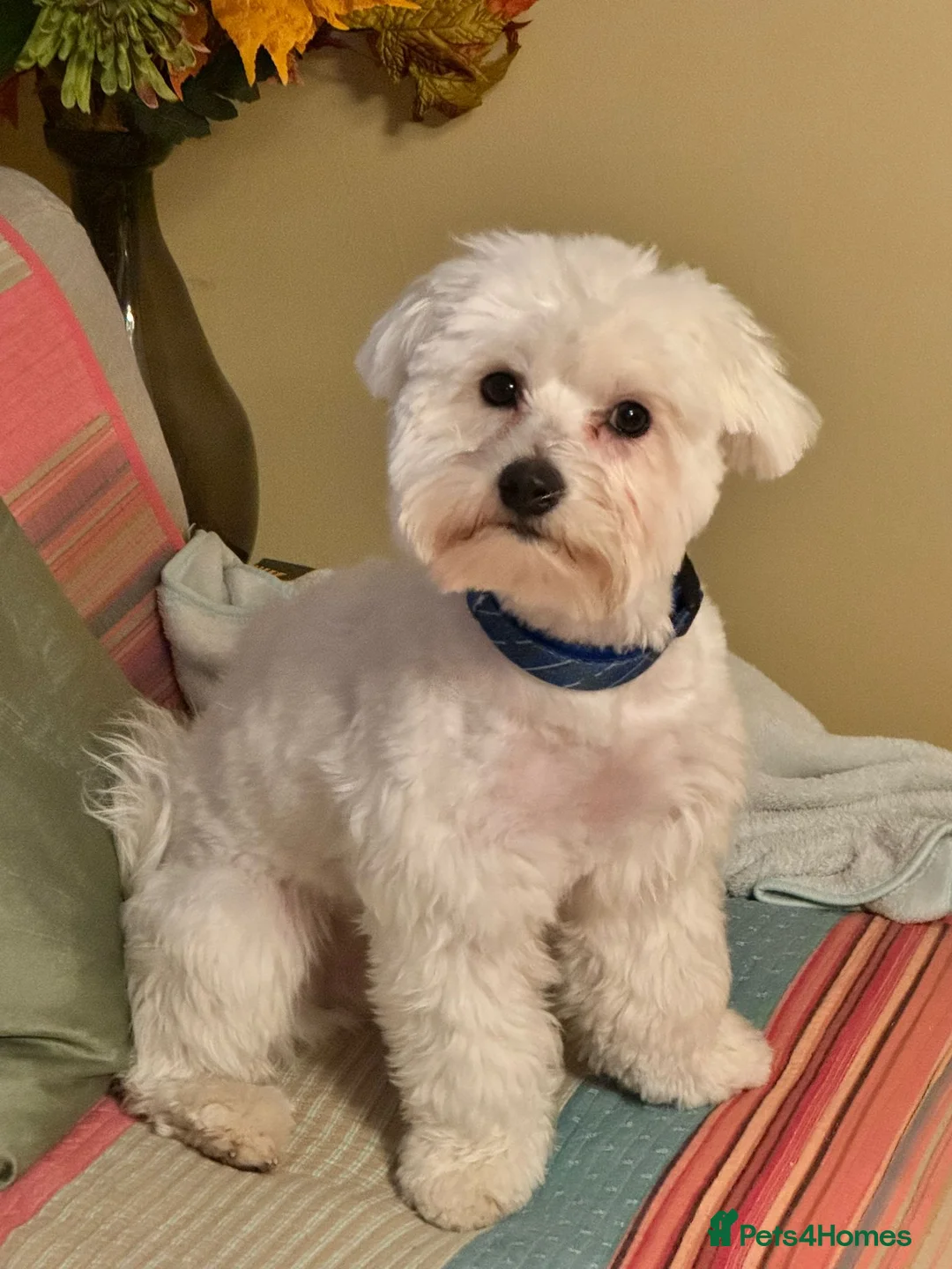 Mixed Breed dogs for sale: Maltipoo x Coton de Tulear Puppies – 5 Males - Advert 38