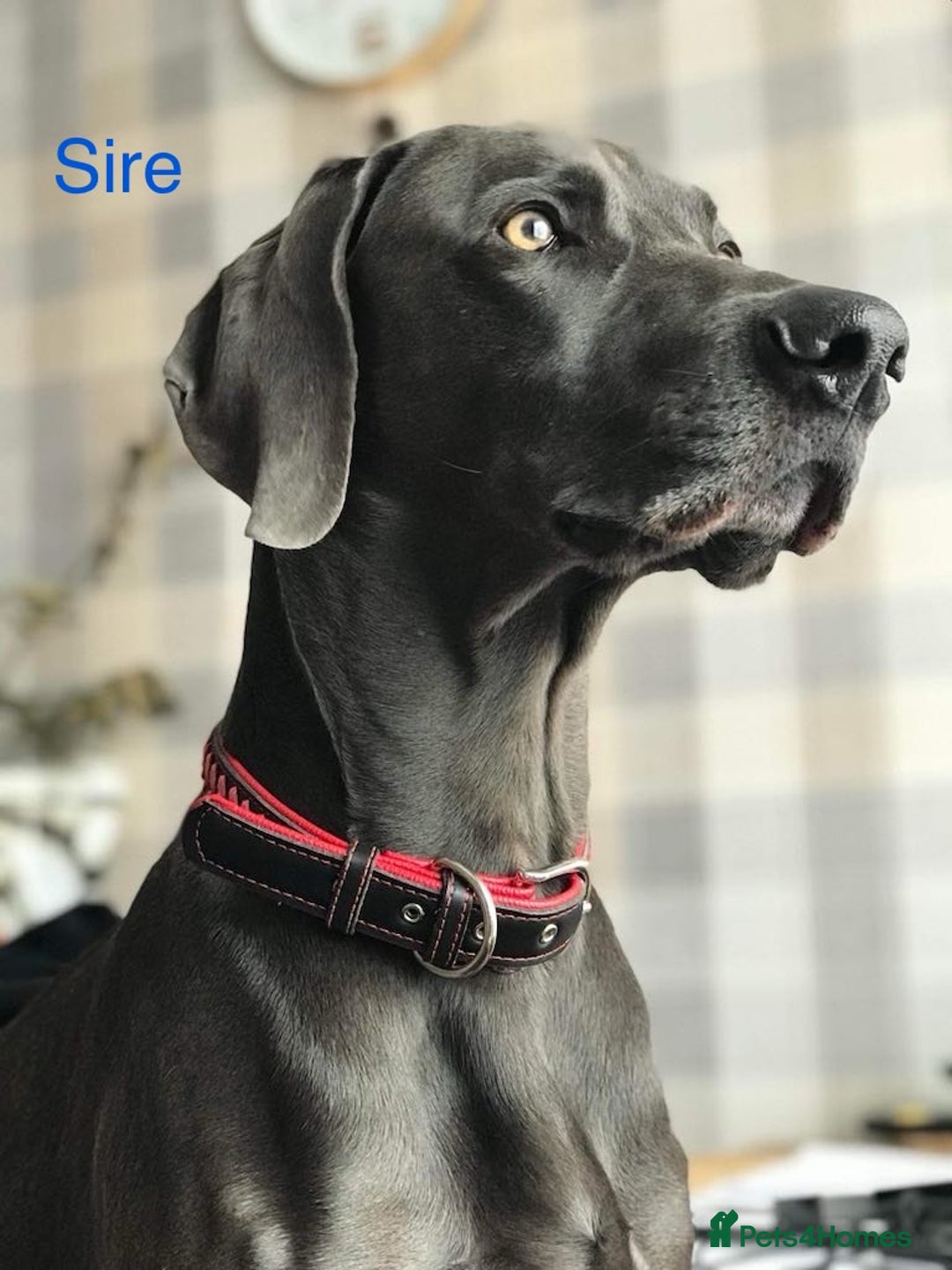 Weimaraner dogs for sale: Kc registered Weimaraner pups  - Advert 7