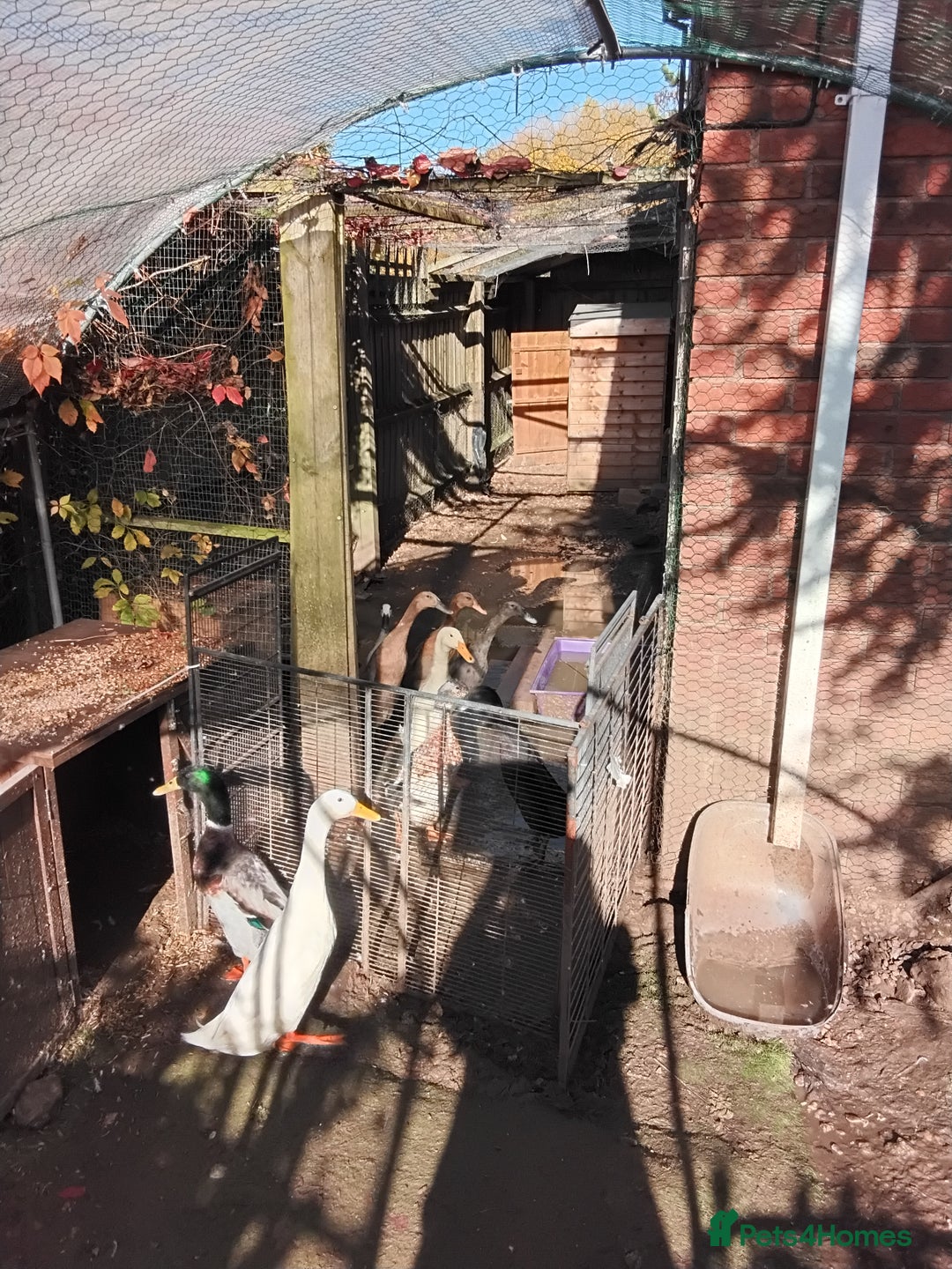 Ducks poultry for sale: White Indian Runner Male Duck - Image 8