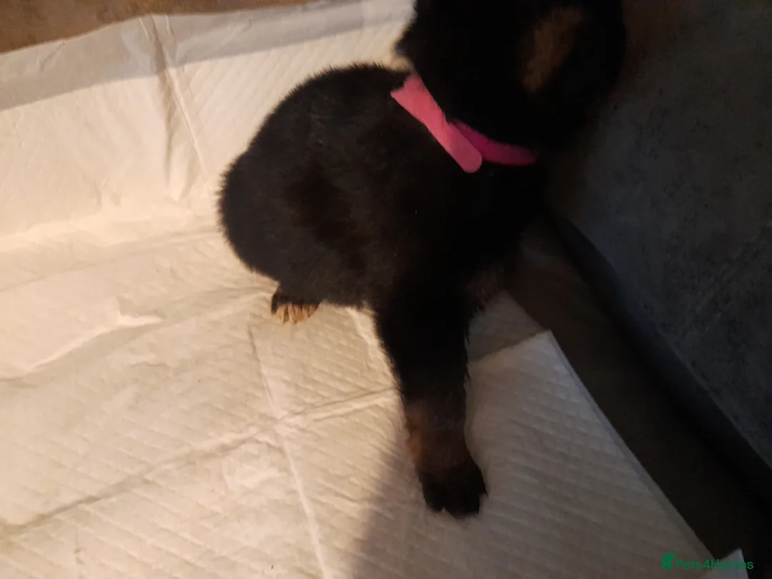 German Shepherd dogs for sale: Stunning German shepherd puppies - Advert 11