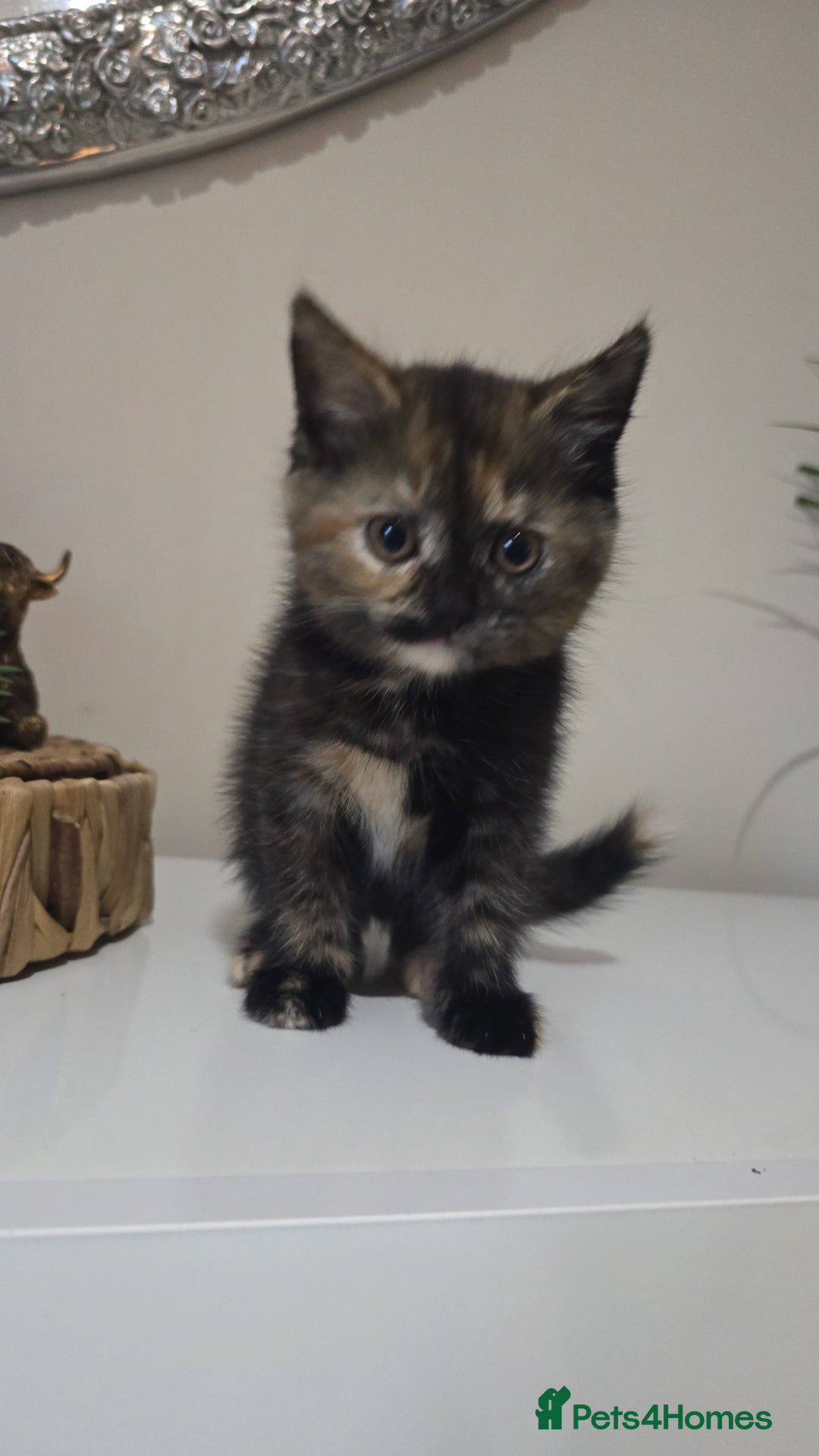 British Longhair cats for sale: Female kitten ready to go 💗  - Advert 1