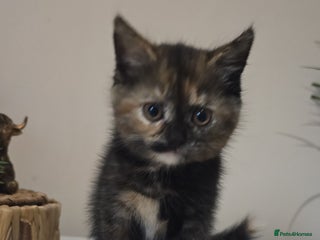 British Longhair cats Female kitten ready to go 💗 - Advert 2