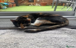 Mixed Breed cats for sale: Two lovely boys looking for their forever homes  - Image 9