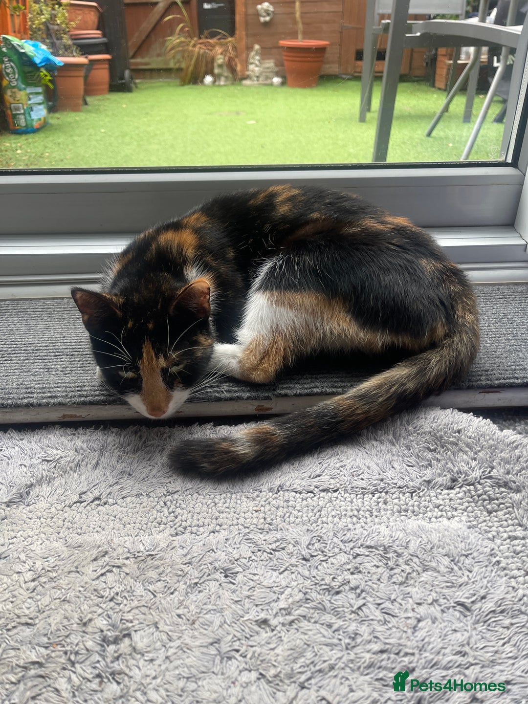 Mixed Breed cats for sale: Two lovely boys looking for their forever homes  - Image 9