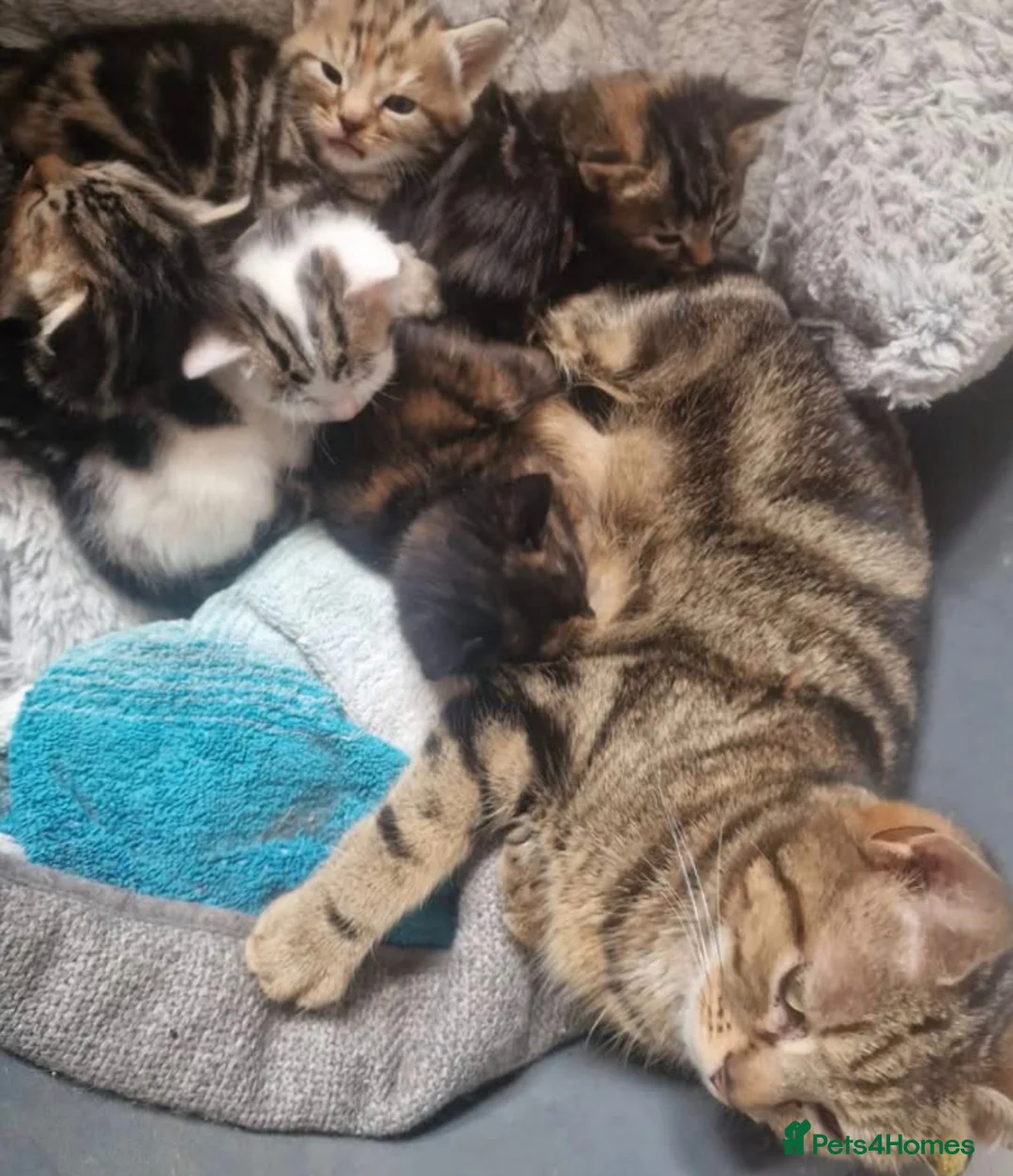 Mixed Breed cats for sale: Kitten available now  - Advert 2