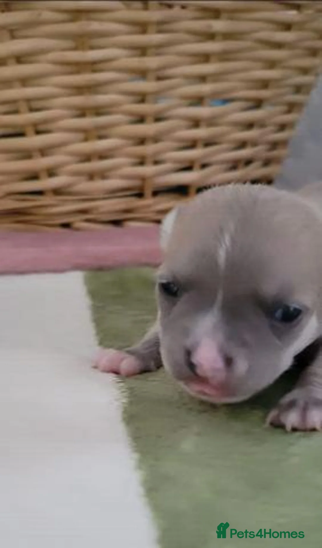 Chihuahua dogs for sale: Beautiful Chihuahua Puppies – 2 Boys & 2 Girls in Wokingham - Advert 18