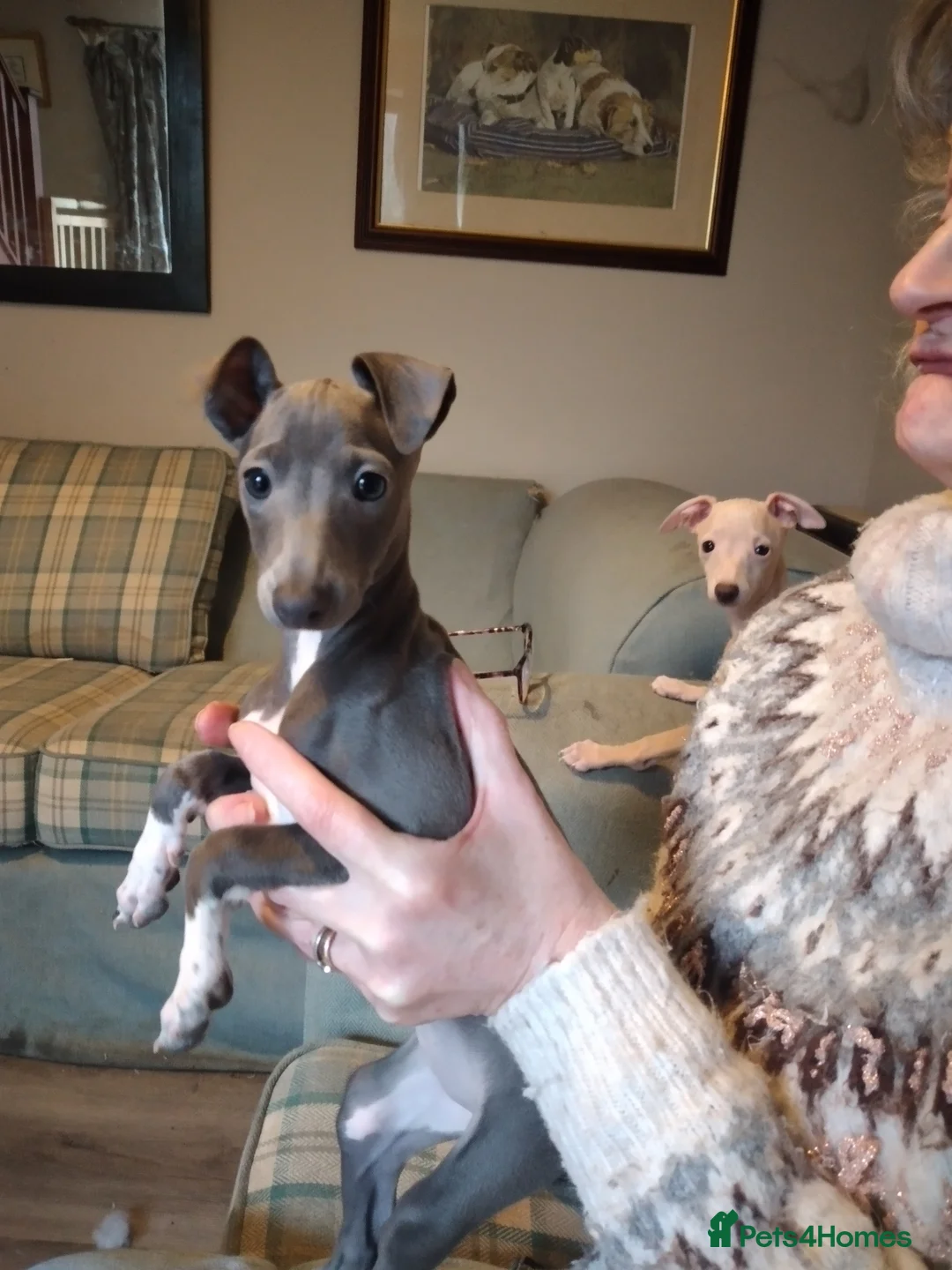 Italian Greyhound dogs for sale: Beautiful KC registered Italian greyhound puppies - Advert 15