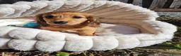 Dachshund dogs for sale: Pra clear,Last 3 beautiful LH Dachshund puppies💗 - Advert 25