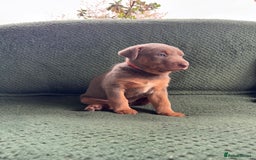 Australian Kelpie dogs for sale: Australian Kelpie Puppies WKC Registered - Image 27