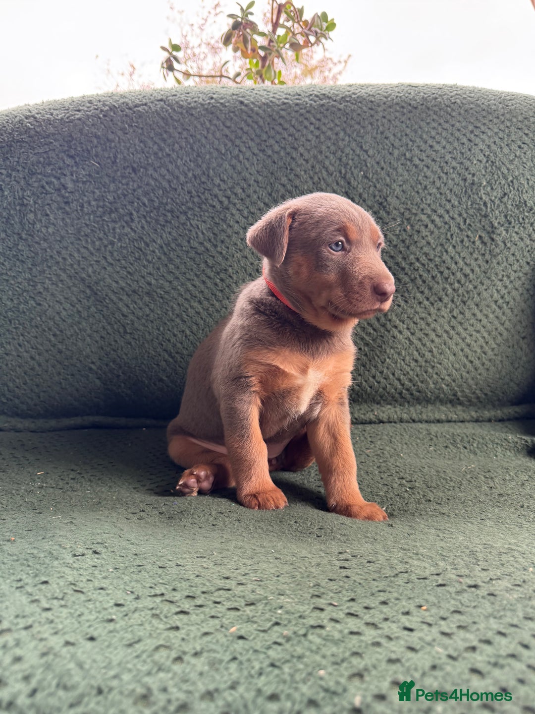 Australian Kelpie dogs for sale: Australian Kelpie Puppies WKC Registered - Image 27