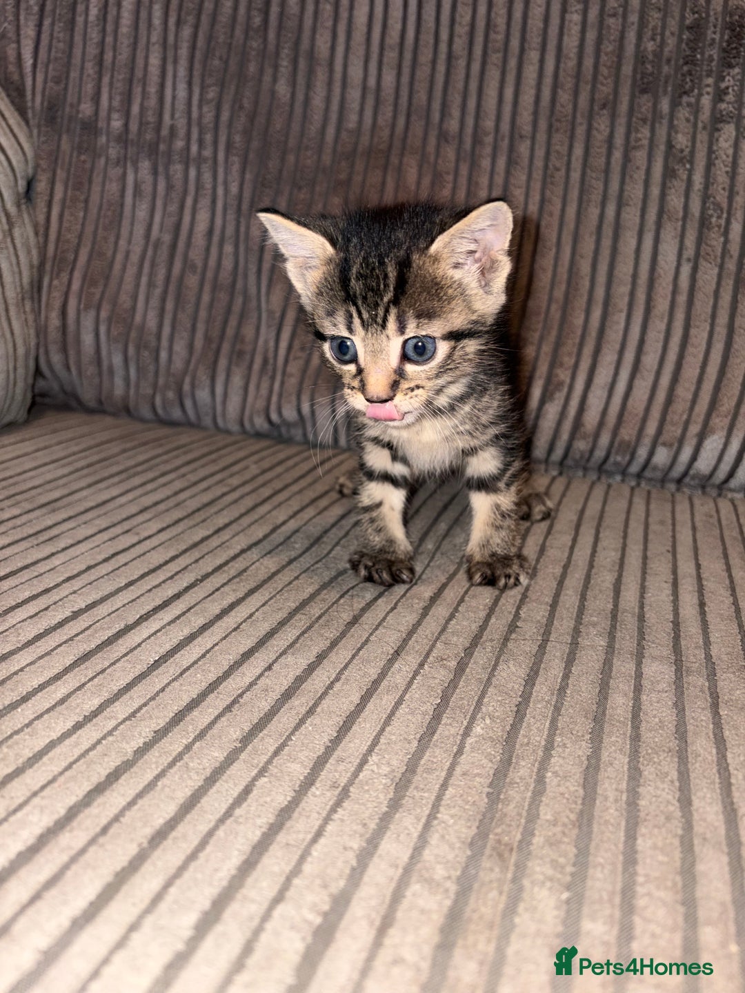 Domestic Shorthair cats for sale: 4 gorgeous Tabby kittens ready 26-1-26 - Advert 5