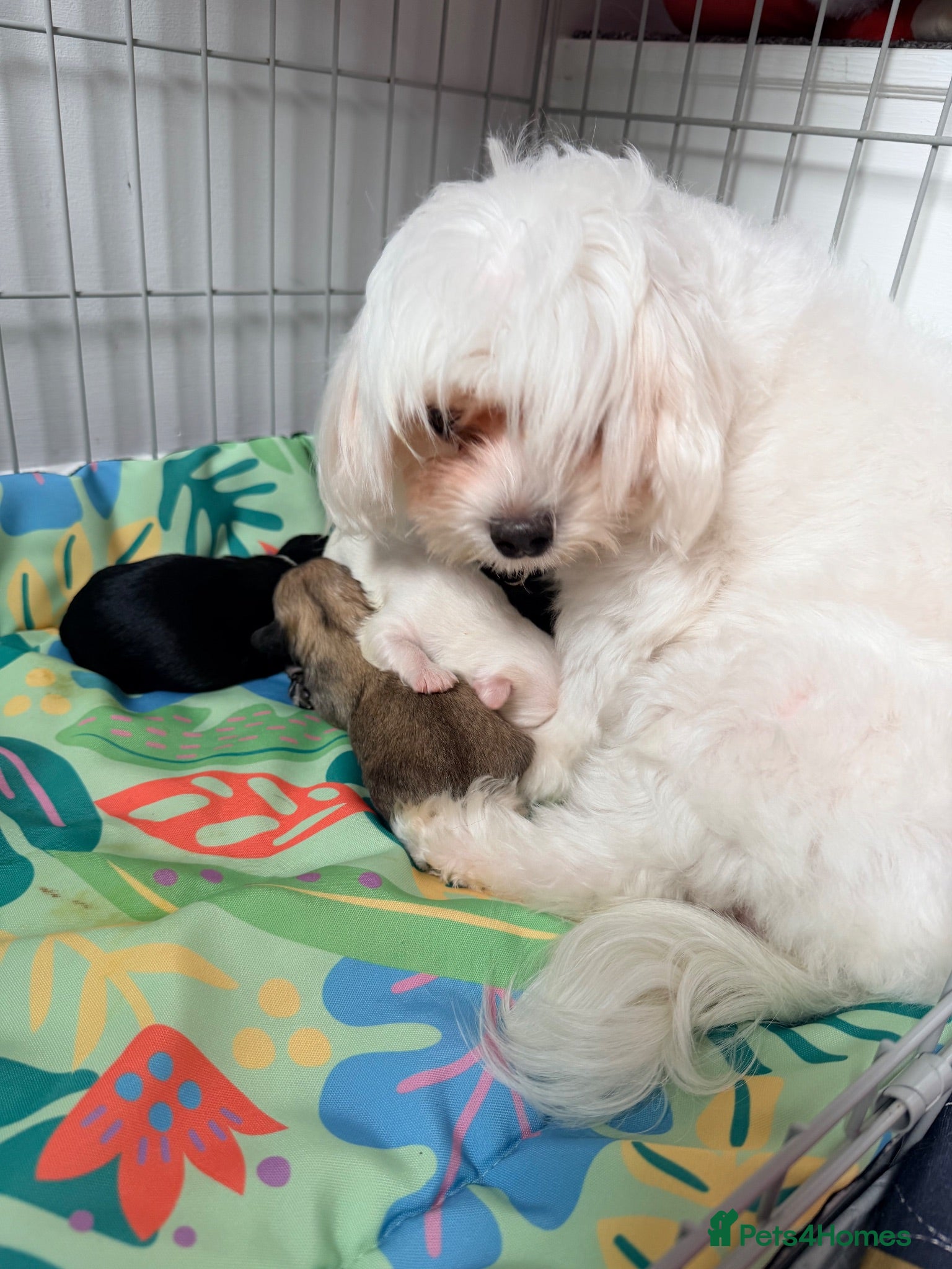 Mixed Breed dogs Malchi puppies - Advert 1