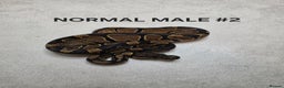 Python Snake reptiles for sale: Juvenile royal pythons ready to go  - Advert 4