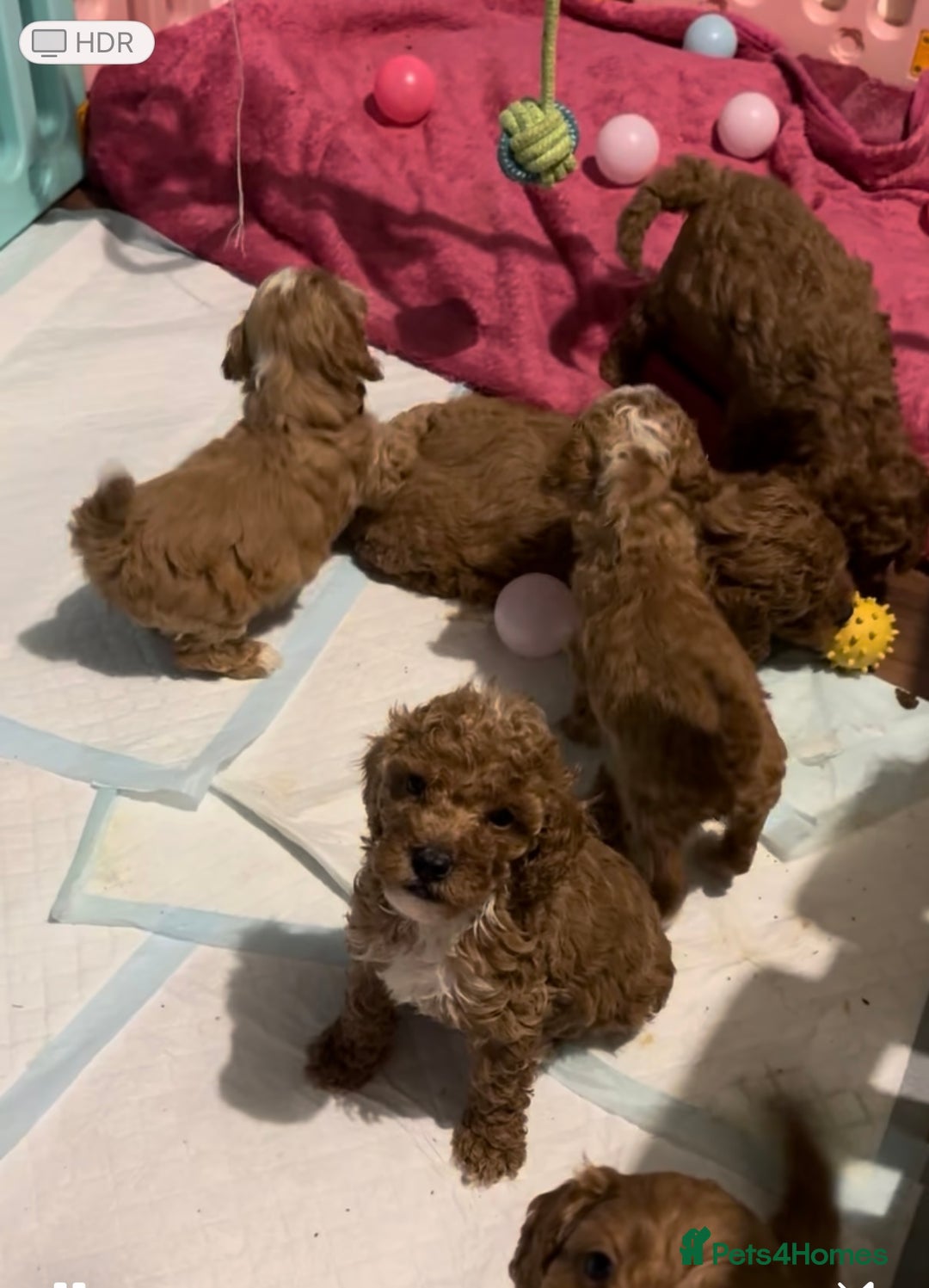 Cockapoo dogs for stud: 🐾 STUD DOG AVAILABLE – Meet Koda 🐾 - Image 11
