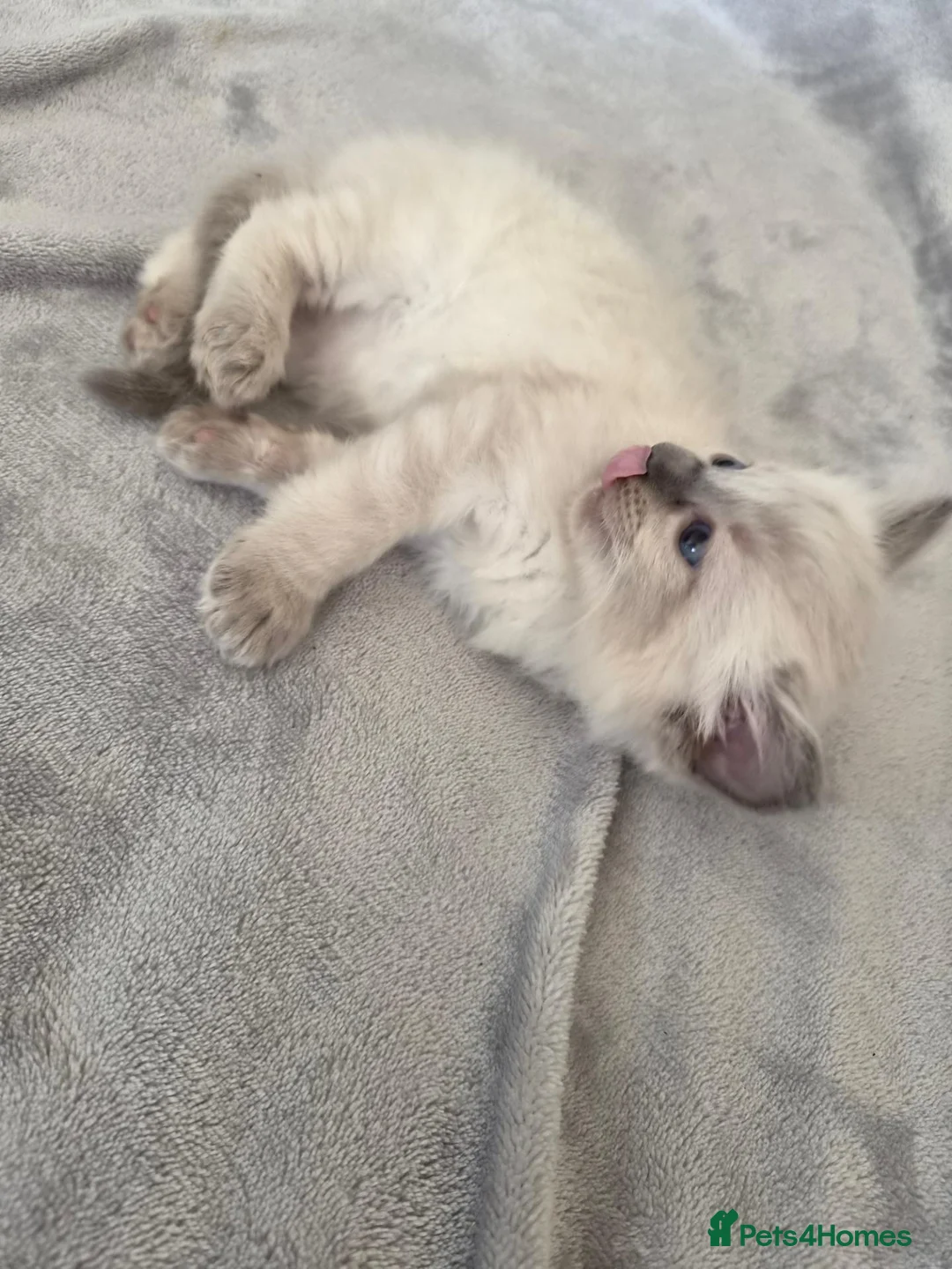 Siamese cats for sale: Silver colour point kittens  in Wallsend - Advert 2