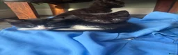 Mixed Breed cats for sale: Kittens black  in Peterborough - Advert 1
