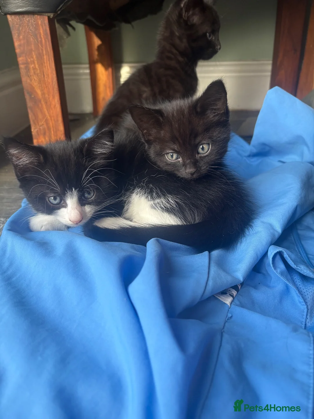 Mixed Breed cats for sale: Kittens black  in Peterborough - Advert 1