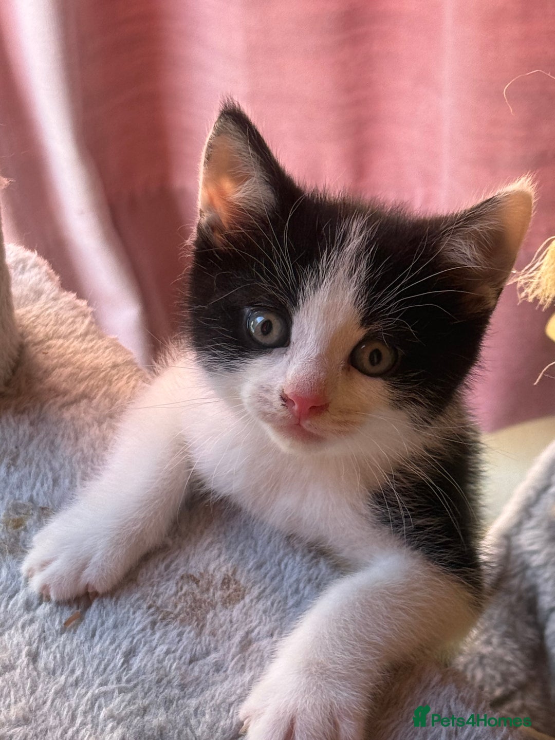 Brazilian Shorthair cats for sale: Kitten 🐈‍⬛  - Image 14