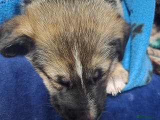 Mixed Breed dogs Cross between gsd/whippet/Huskey - Advert 1