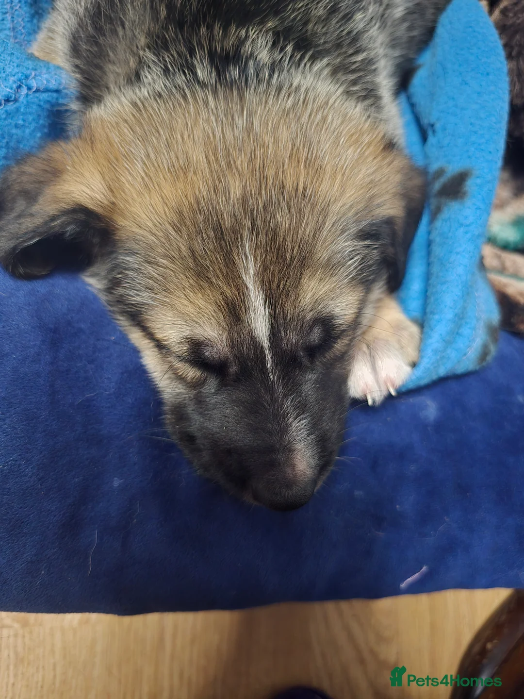 Mixed Breed dogs for sale: Cross between gsd/whippet/Huskey - Advert 3