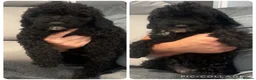 Sproodle dogs for sale: 2 GIRLS LEFT PRA CLEAR SPROODLES - Advert 1