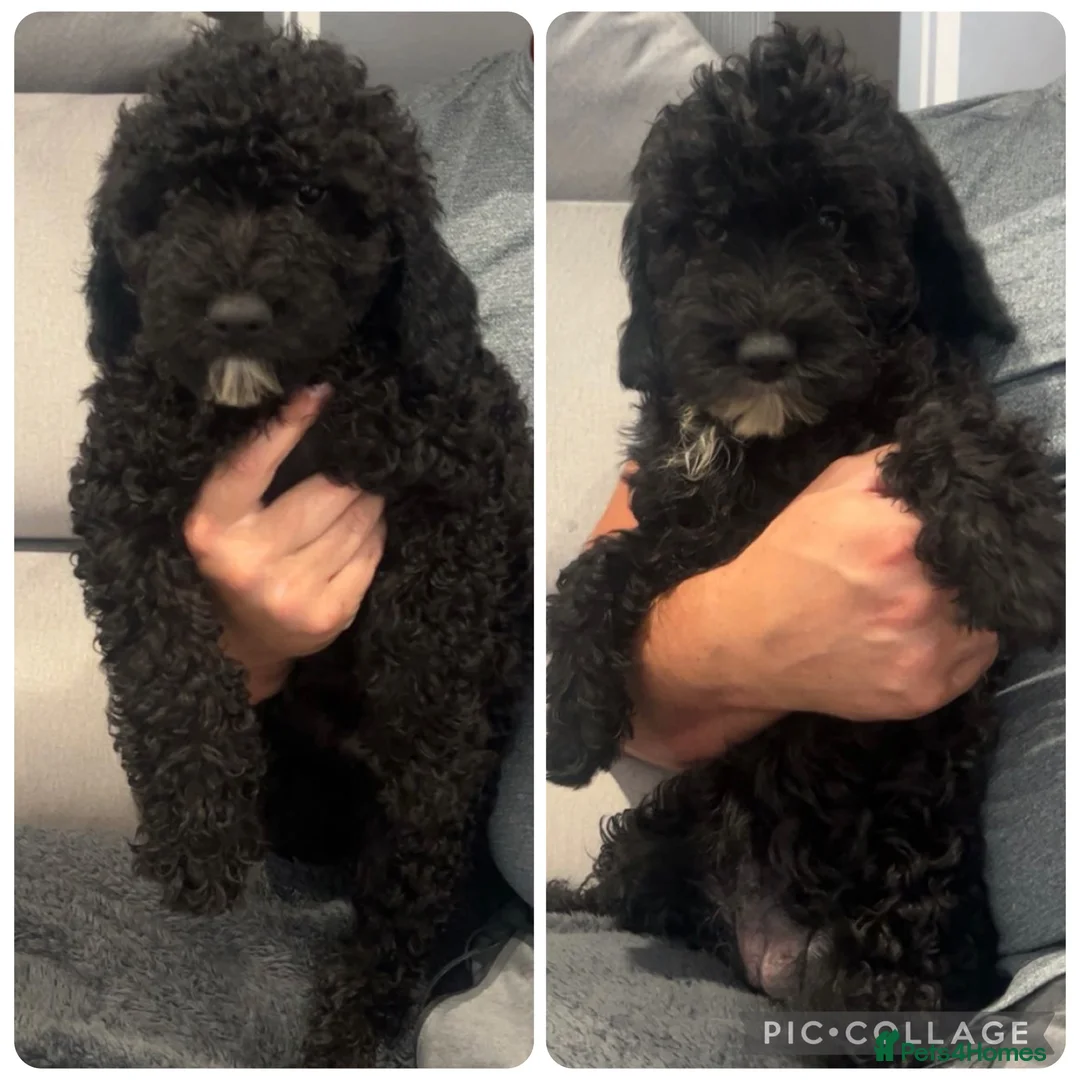Sproodle dogs for sale: 2 GIRLS LEFT PRA CLEAR SPROODLES - Advert 1