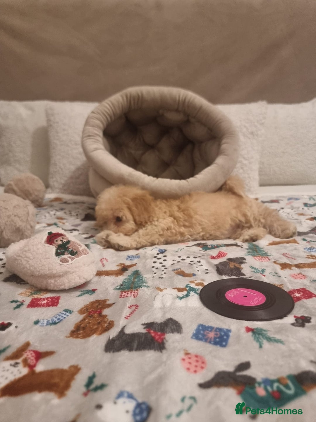 Maltipoo dogs for sale: Amazing apricot color Maltipoo puppies! - Advert 23
