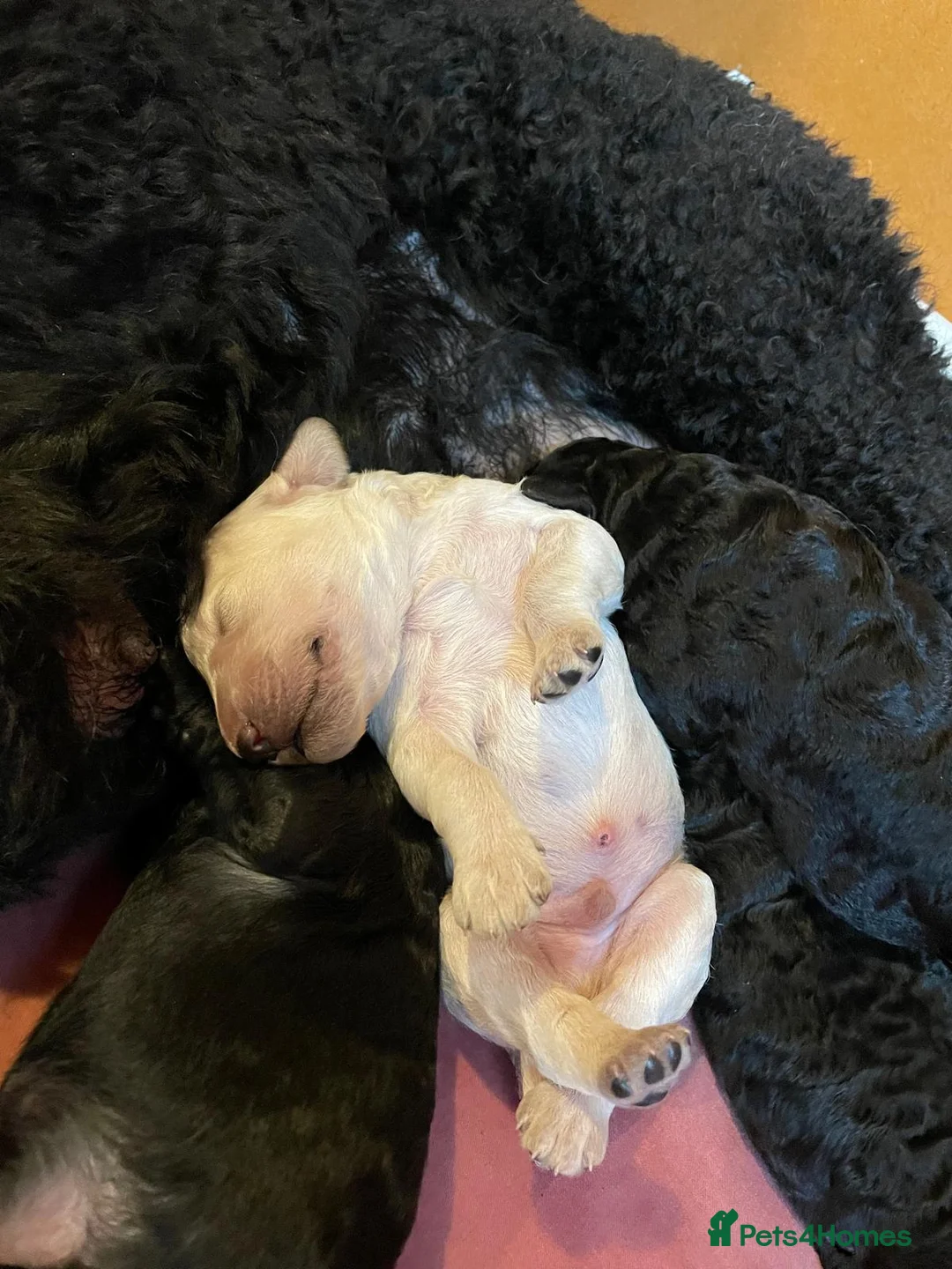 Standard Poodle dogs for sale: Seven Wonders of Standard Poodle Puppies - Advert 13