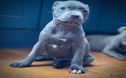 Staffordshire Bull Terrier dogs for sale: 🐾 Beautiful KC Fully Vaccinated Girl Available 🐾 in Peterborough - Image 12