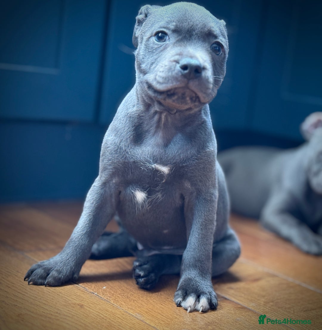 Staffordshire Bull Terrier dogs for sale: 🐾 Beautiful KC Fully Vaccinated Girl Available 🐾 in Peterborough - Image 12