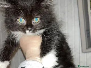 Mixed Breed cats Ragdoll cross kittens - Advert 18