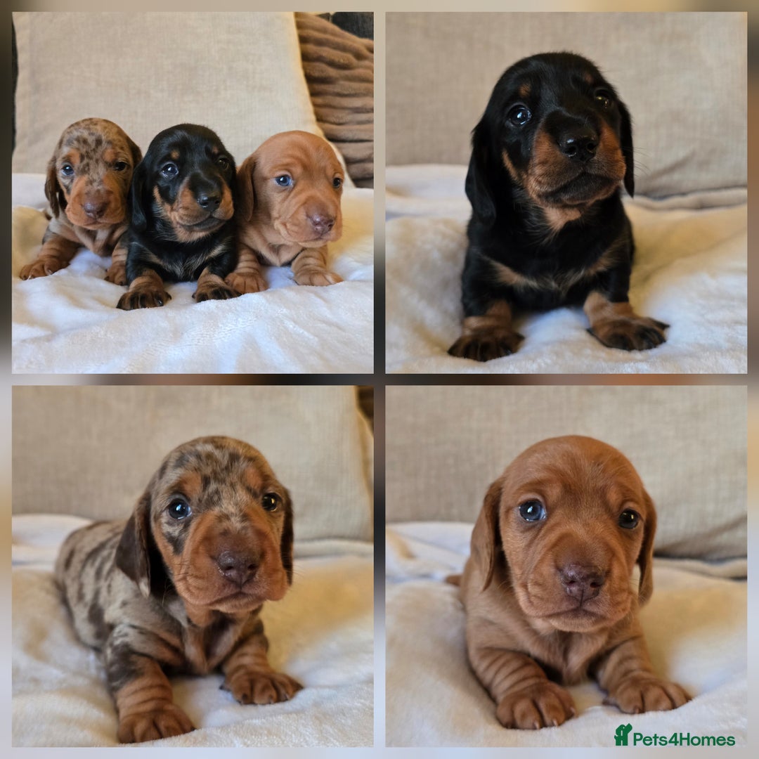 Miniature Dachshund dogs for sale: 💙Beautiful Miniature Dachund Puppies💙 - Advert 1