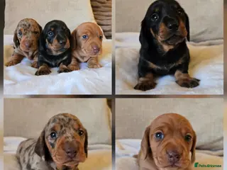 Miniature Dachshund dogs 💙Miniature Dachund boys💙READY NOW! - Advert 9