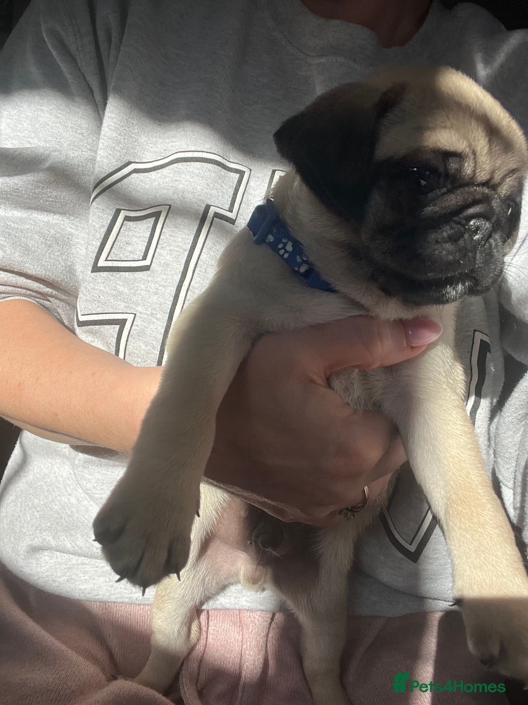 Pug dogs for sale: 1 pug (shug) who was reserved has became available - Image 14